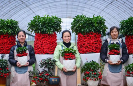 武平县东留镇黄坊村东香花卉基地富贵籽红果挂满枝头-李国潮摄