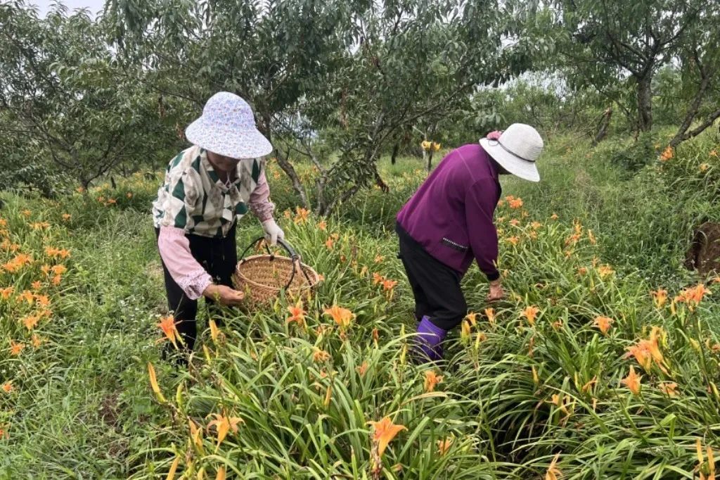 美！永泰这里遍地“金针”