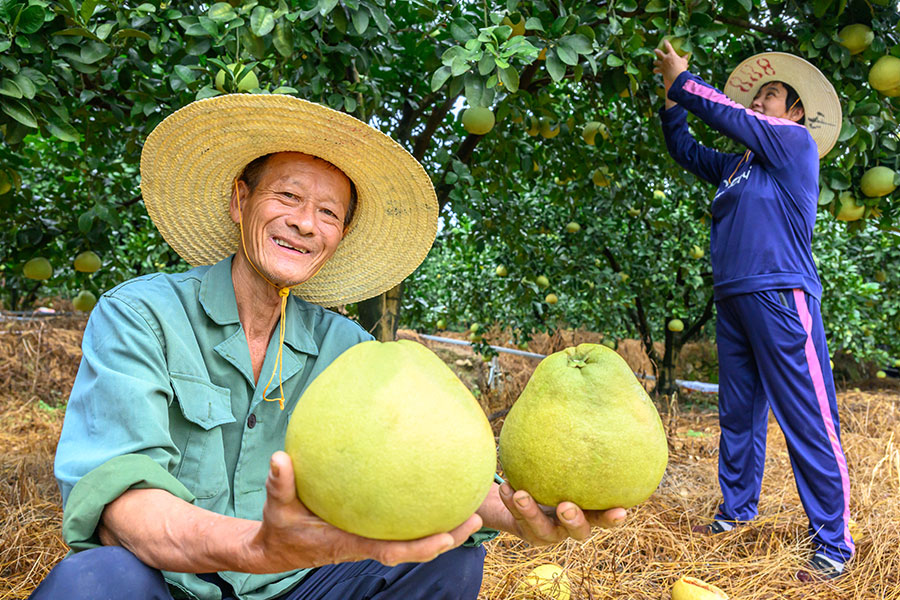 10月8日，莆田仙游县度尾镇兄弟家庭农场里，果农们正在采摘文旦柚。蔡昊摄