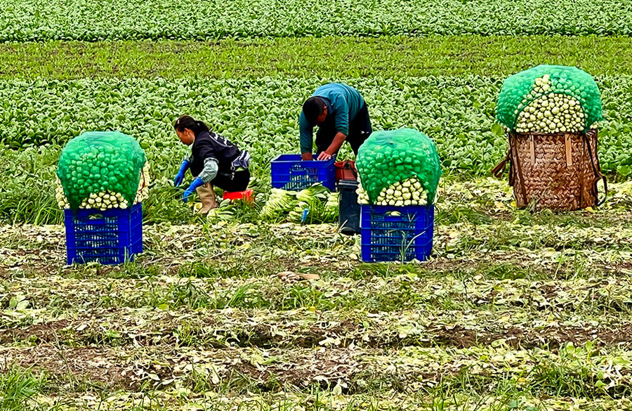 10月8日，泉州晋江市池店镇田洋村农户整忙着抢收蔬菜。吕俊英摄