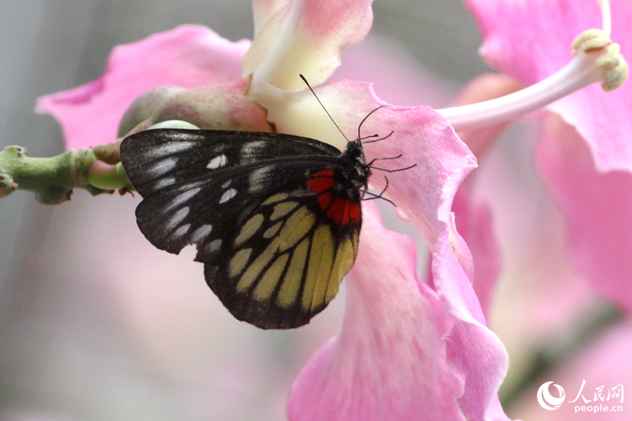 报喜斑粉蝶停在美丽异木棉花朵上。人民网记者 陈博摄