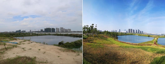 湿地自然恢复前后。长乐区融媒体中心供图