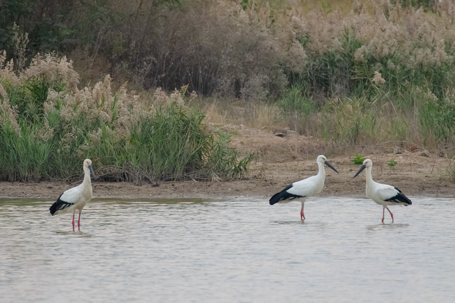 三只东方白鹳在厦门马銮湾附近的湿地中停栖。周龙杰摄