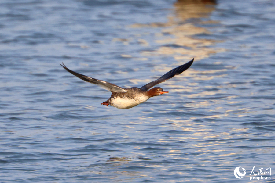在筼筜湖上低空飞行的红胸秋沙鸭。人民网记者 陈博摄