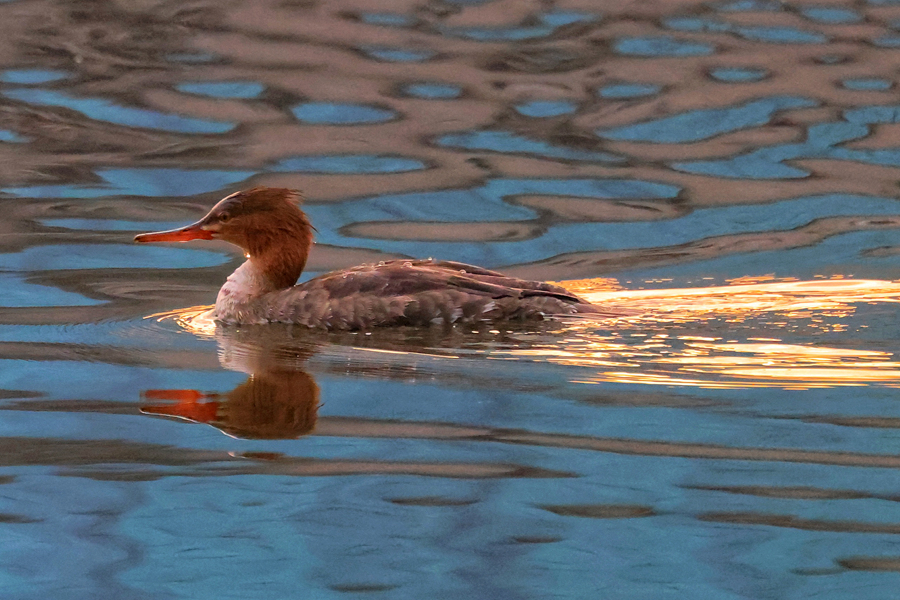 傍晚时分，在筼筜湖中巡游的红胸秋沙鸭。陶卉摄