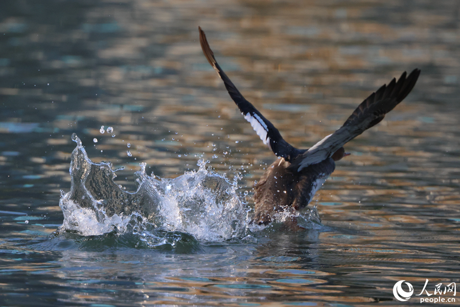 受到过往船只惊吓的红胸秋沙鸭在湖面上演“凌波微步”，飞向离岸较远的水域。人民网记者 陈博摄