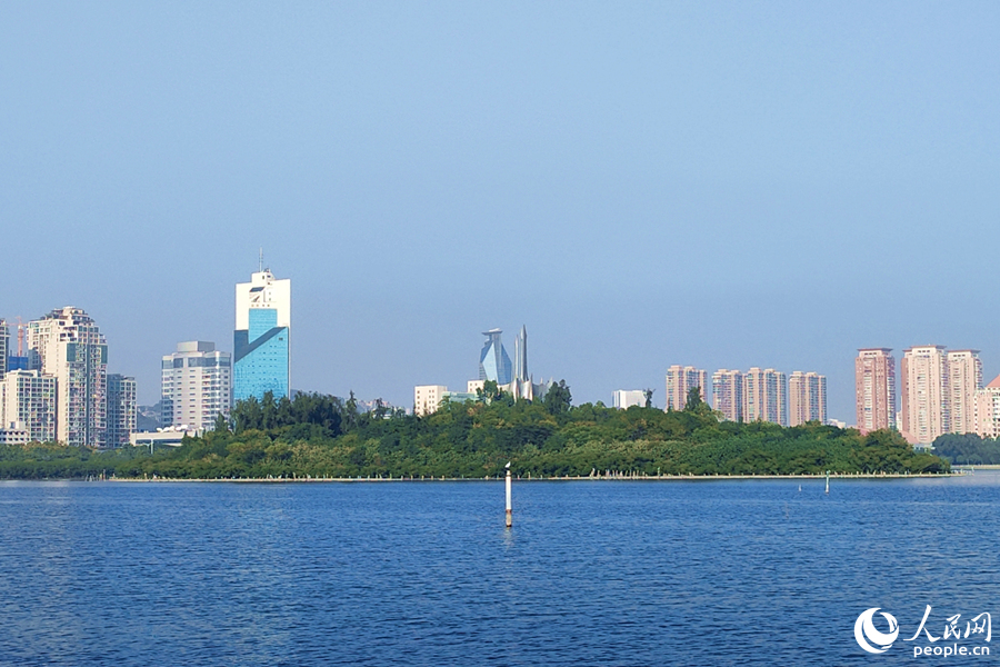 美丽丰饶的厦门筼筜湖成为红胸秋沙鸭觅食的好去处。人民网记者 陈博摄