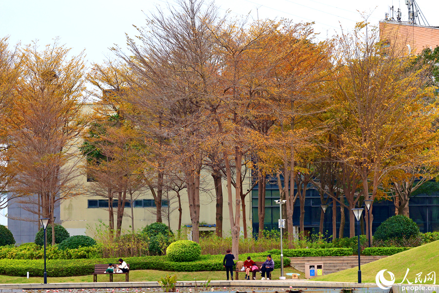 厦门市海湾公园中，市民游客在发黄的树下休息。人民网记者 陈博摄