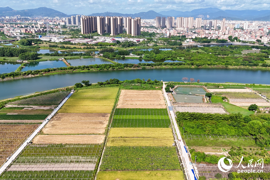 隔着西溪，康浔村的稻田与城市建筑相映成画。人民网记者 陈博摄